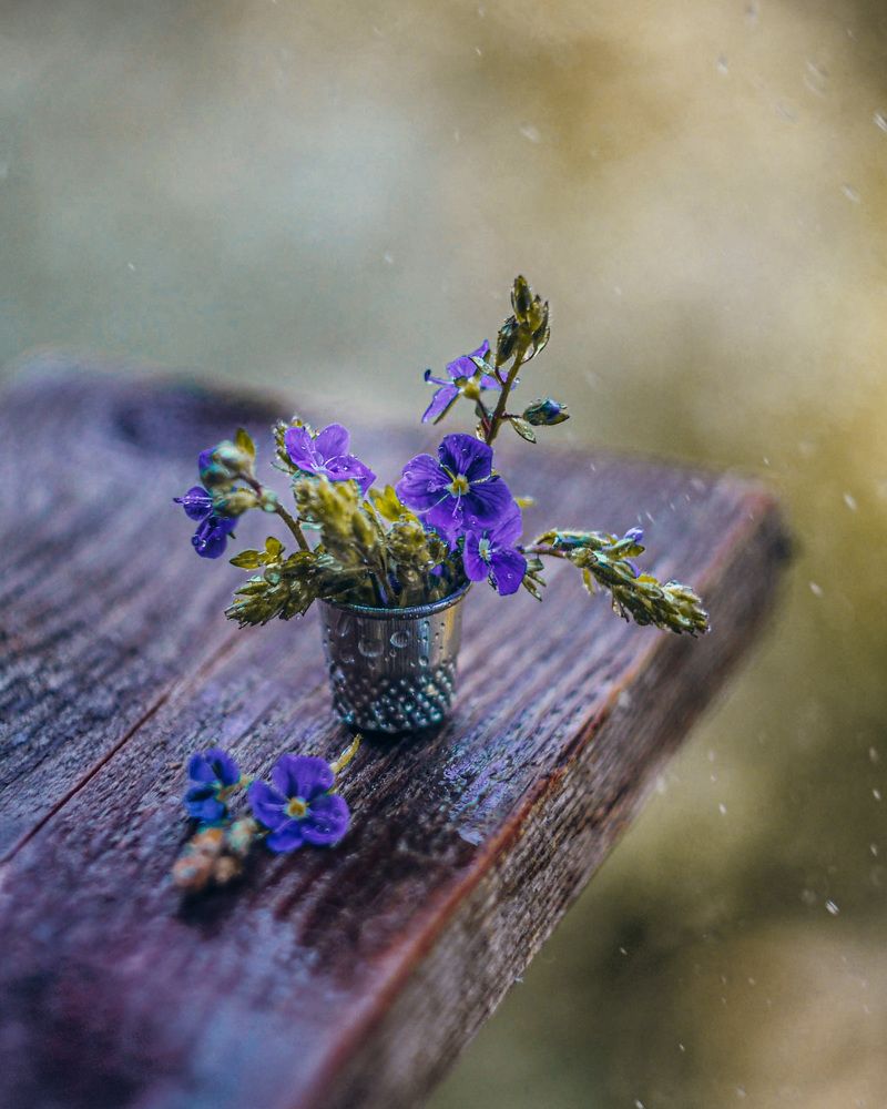 Летний дождь