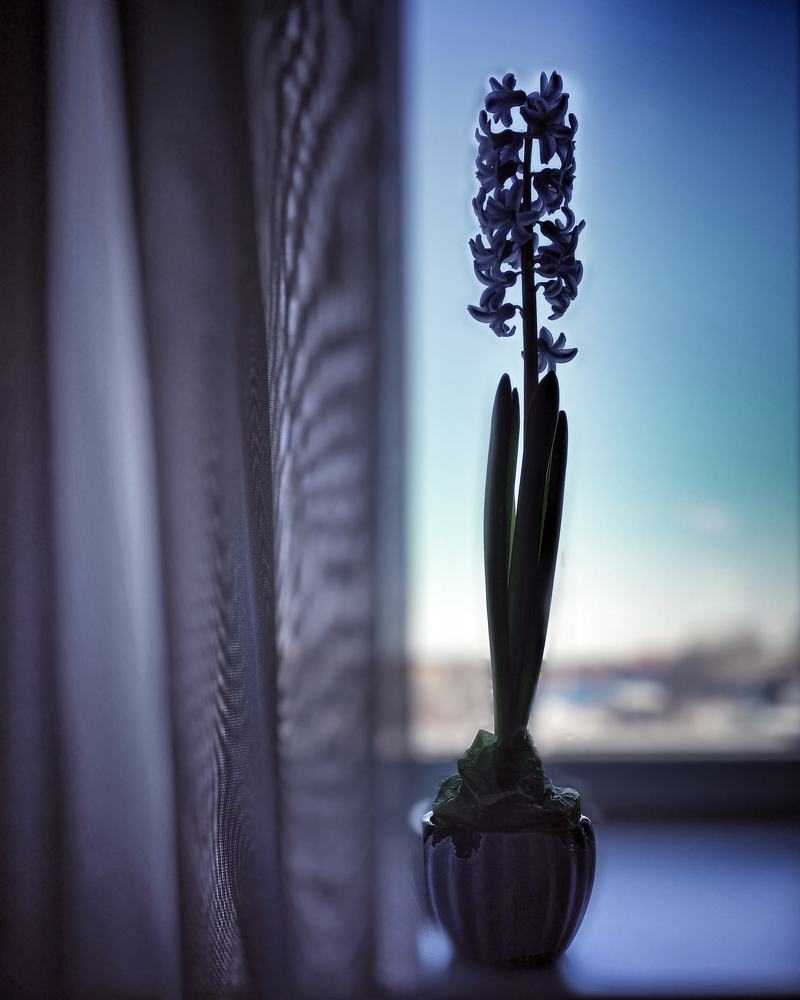 Натюрморт. Гиацинт