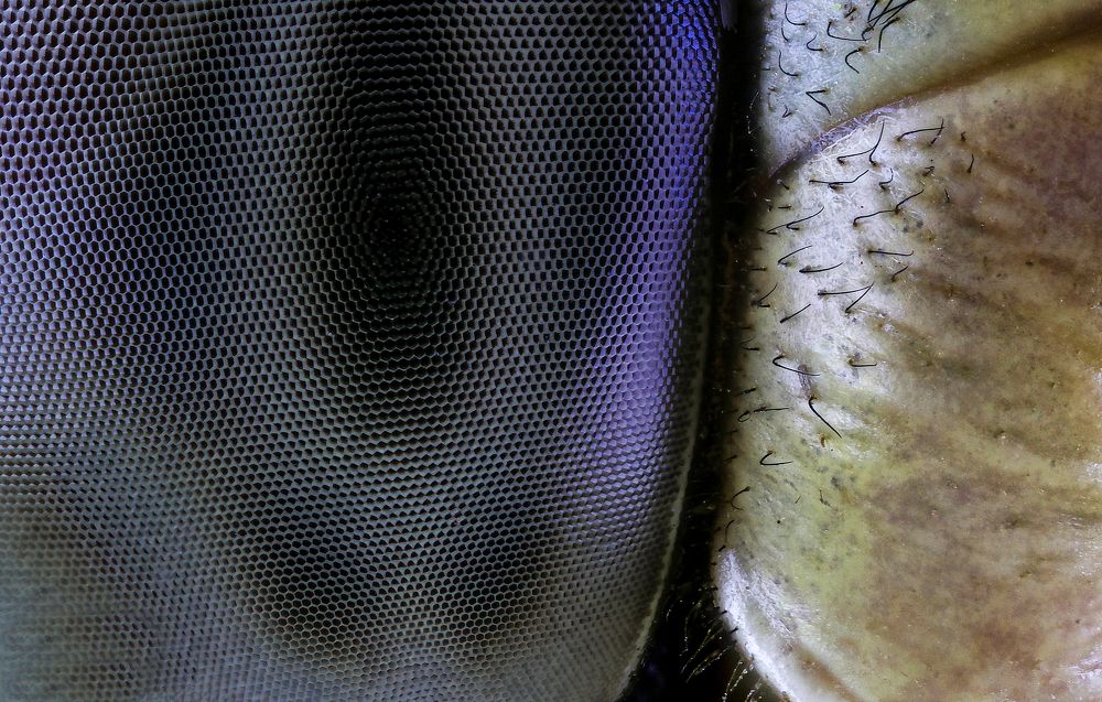 Dragonfly Eye