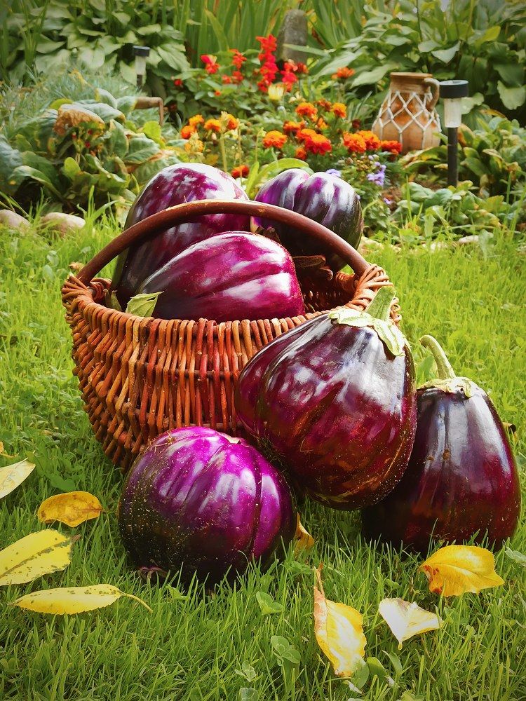 Фотография автора Ирина Черненко