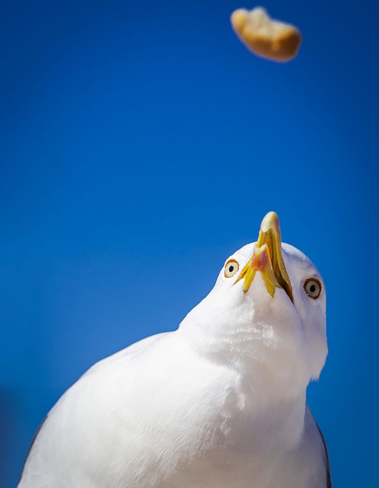 Hungry as a...seagull!