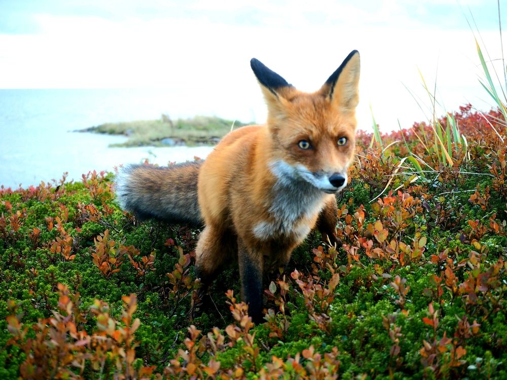 Photograph by Евгений Яковлев