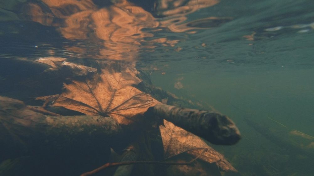 Photograph by Александра Дамер