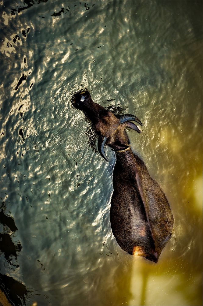 Photograph by Ian TerraNuka