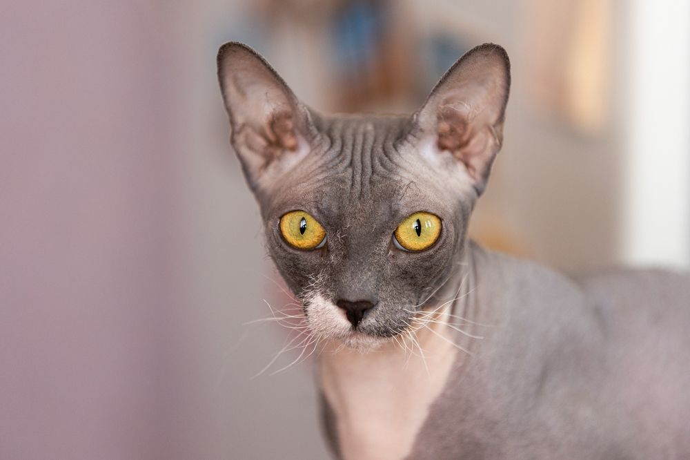 Фотография автора Алексей Крючков