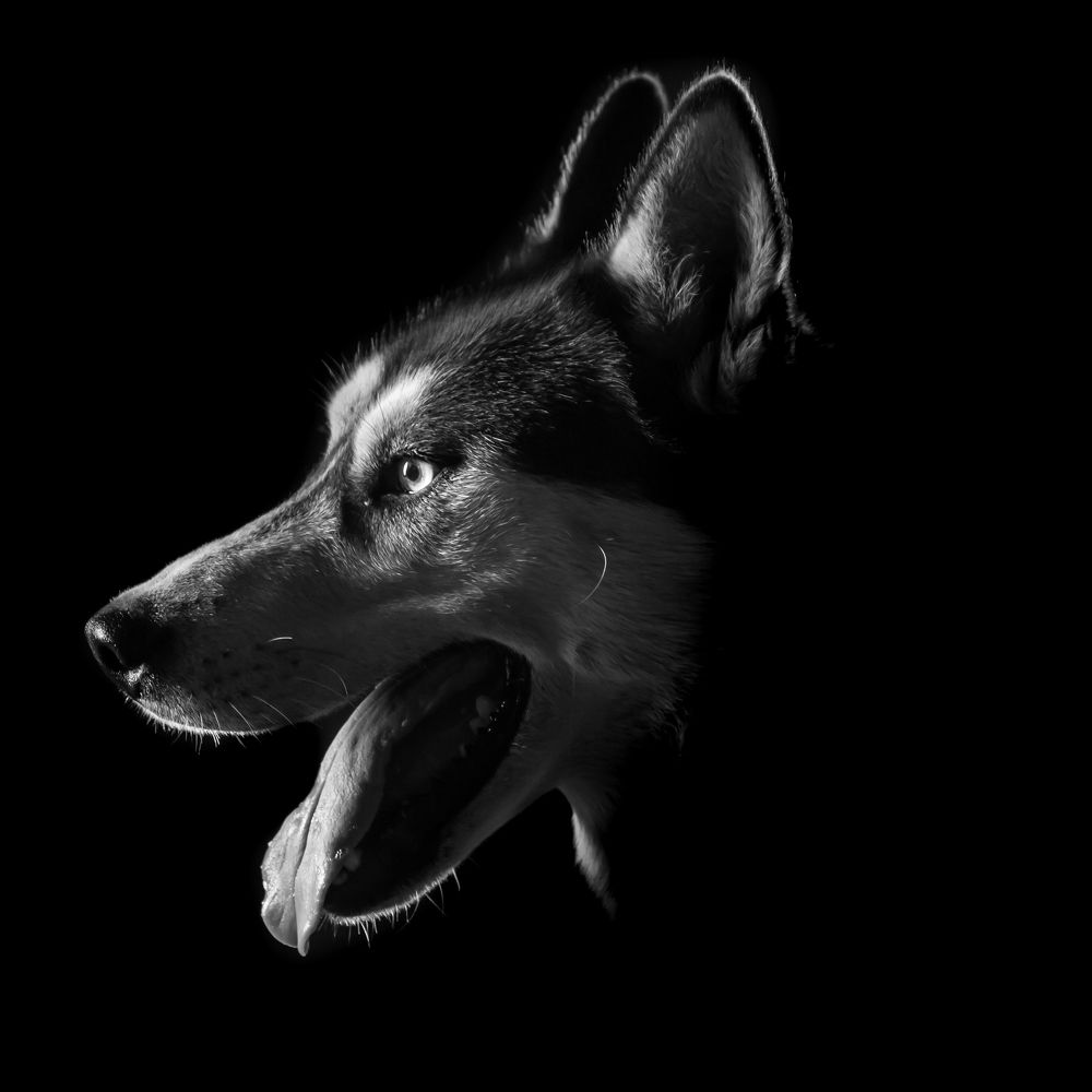 Photograph by Ladislav Horvath