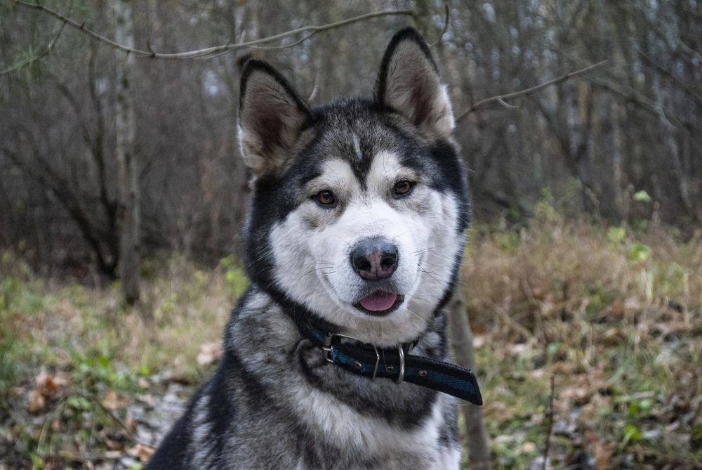 Фотография автора Алексей Самойлов