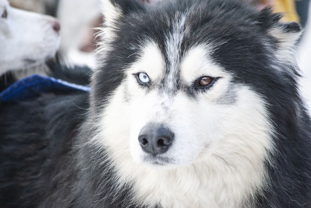 Фотография автора Алексей Самойлов