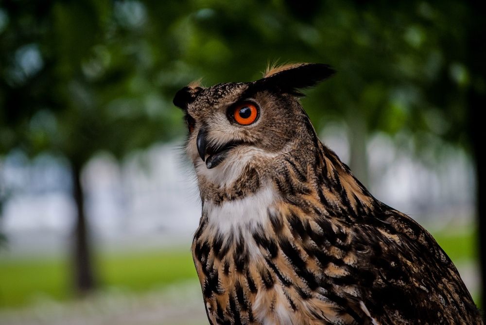 Фотография автора Алексей Самойлов