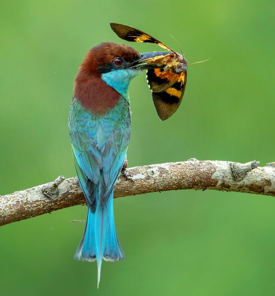 Photograph by TIAN CHING TAN