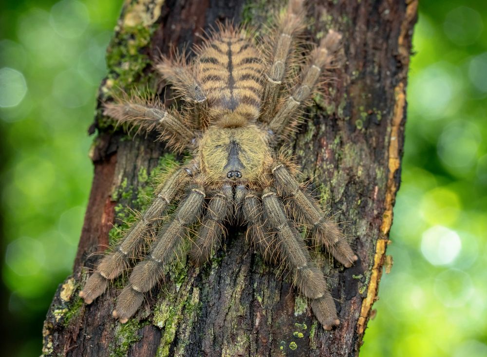 Photograph by TIAN CHING TAN