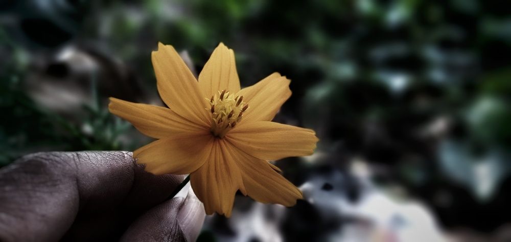 PHONEGRAPHY
