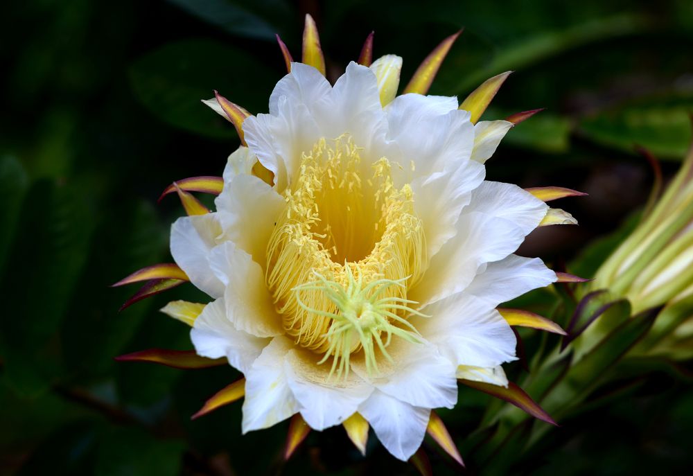 dragon fruit flower blooming