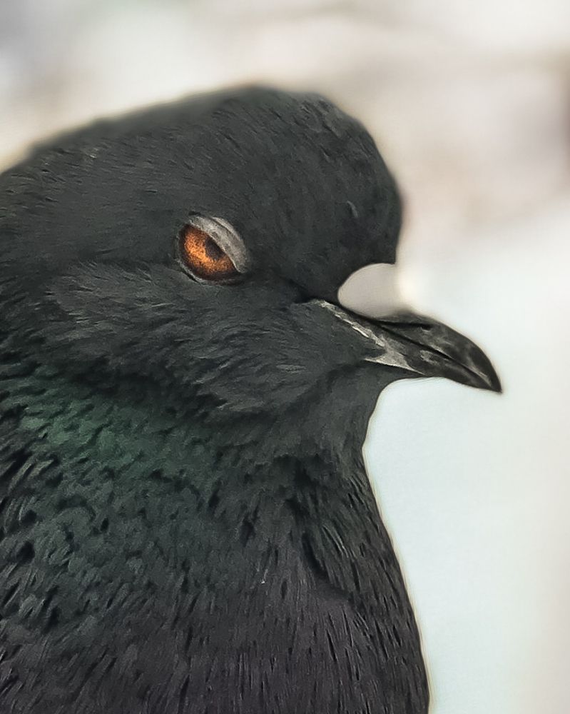 Photograph by Эльвира Курочкина