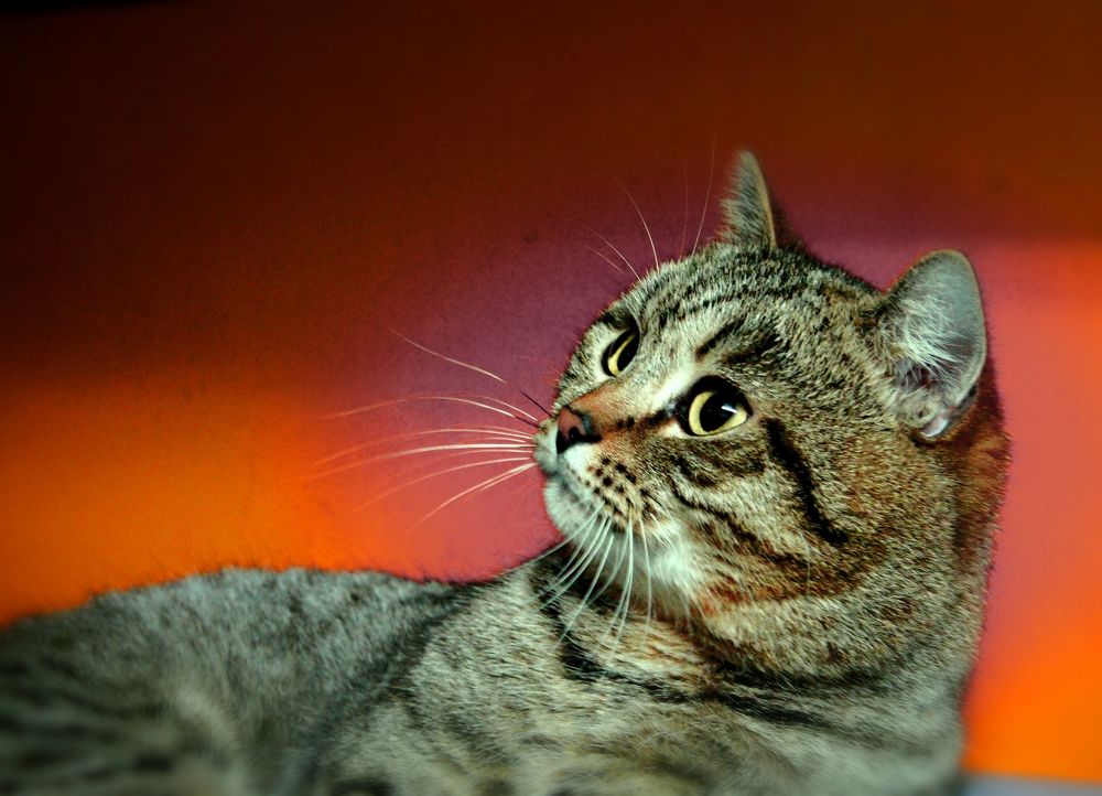 Photograph by Николай Почкалов