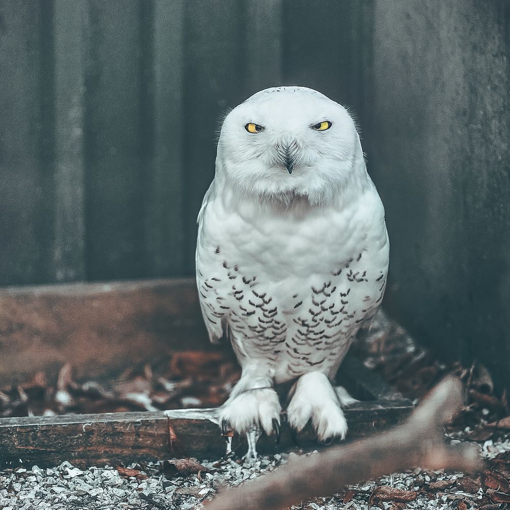 Photograph by Kamil Puobiš