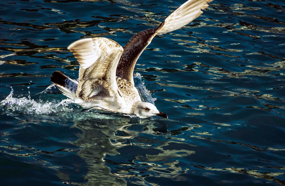 Photograph by Игорь Сидун