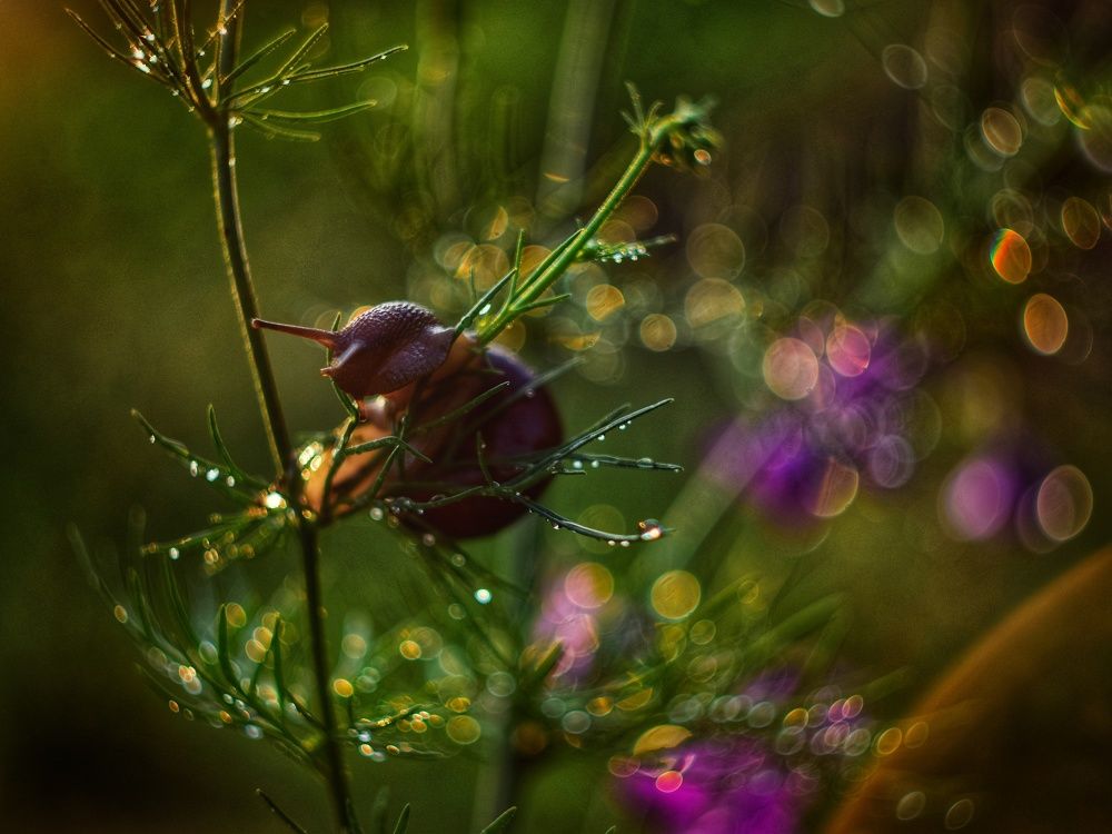 Photograph by Алеся Цеван