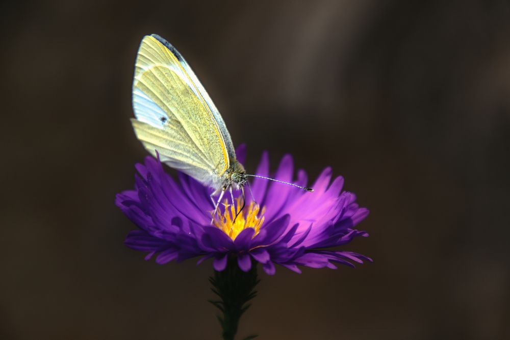 Photograph by sergii