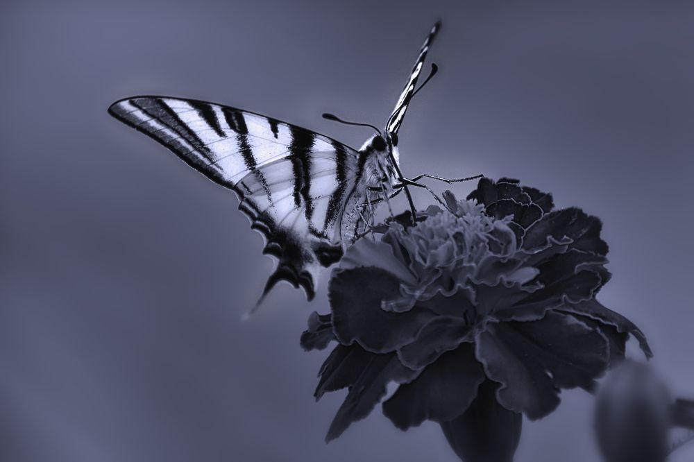 Photograph by sergii