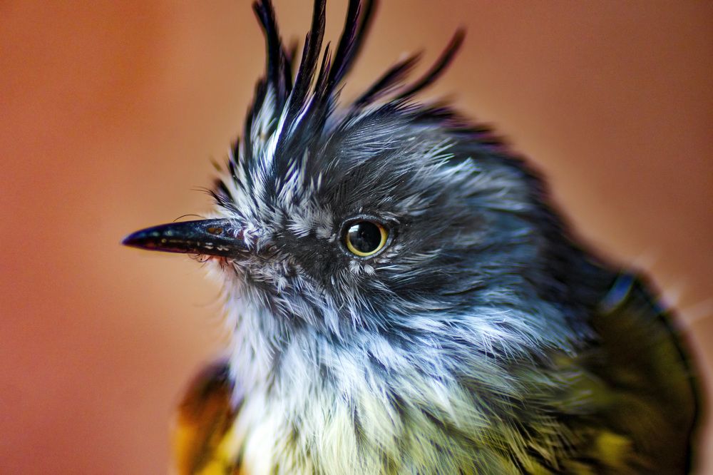 Photograph by Eduardo Modolo