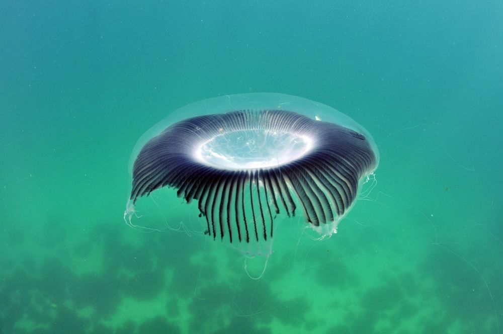 Photograph by Nicolas Soto Romero