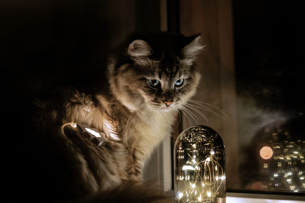 Сказочный зверь