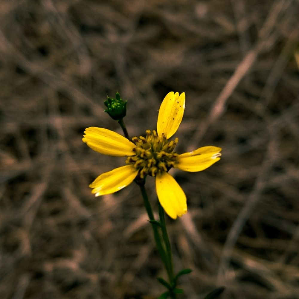 Photograph by Nicko Bolhuy