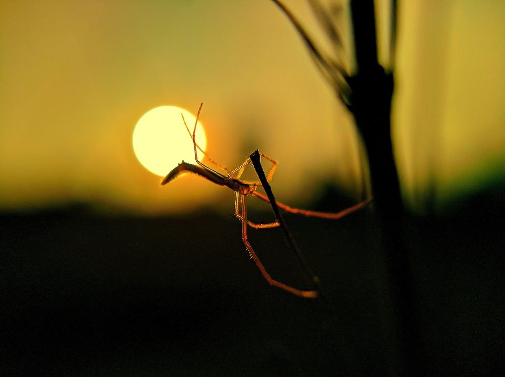 Sunset and spider