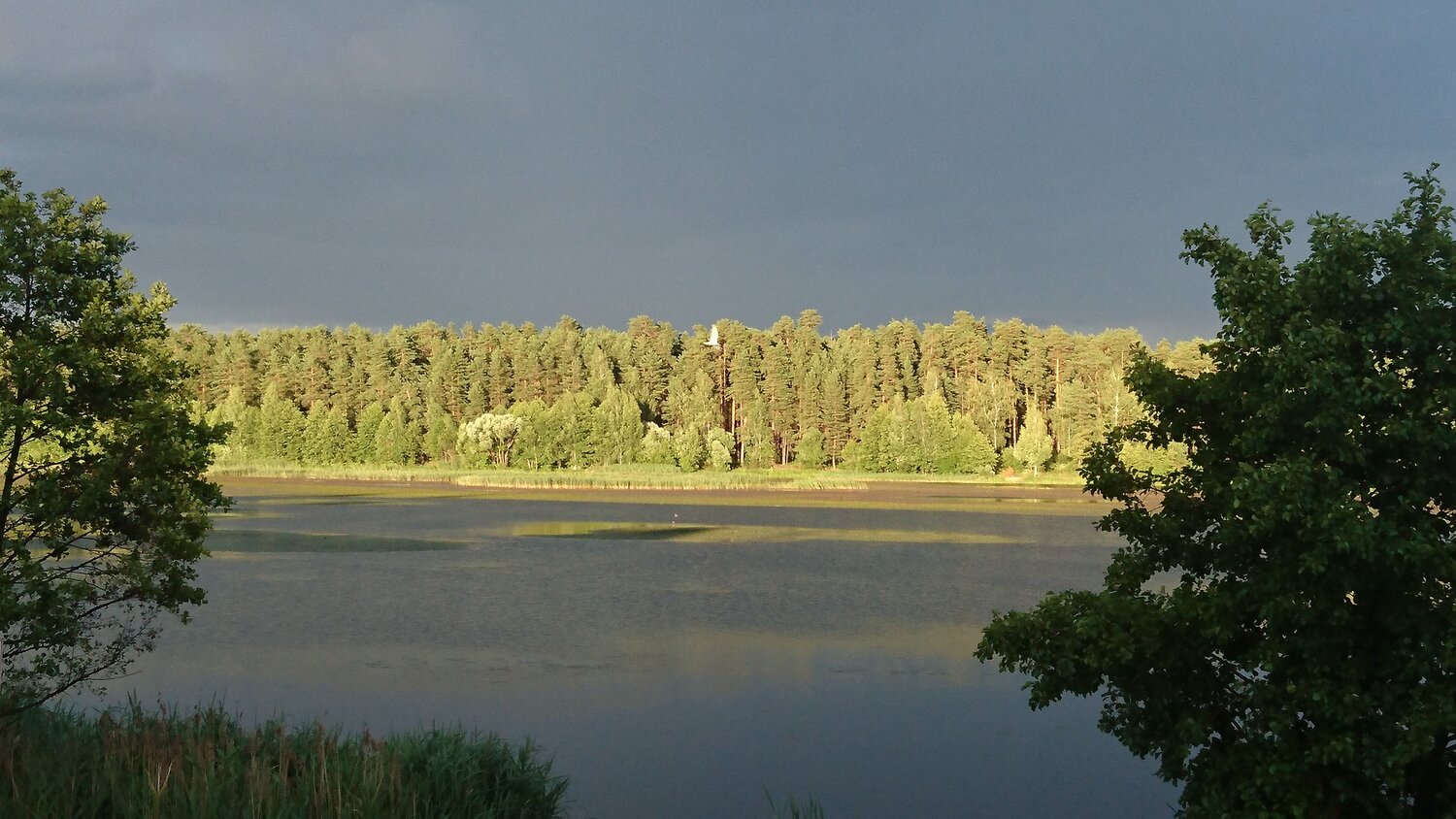 Photo #5981682