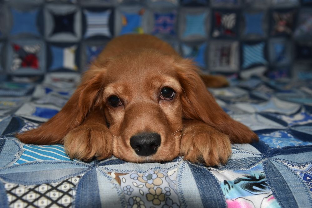 Photograph by Людмила Воропаева