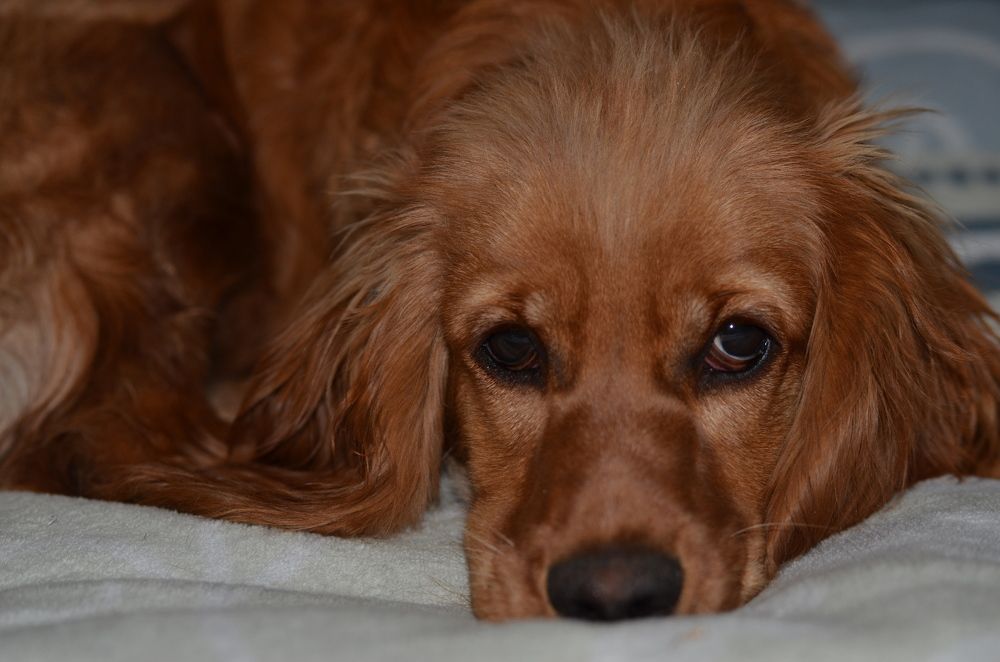 Photograph by Людмила Воропаева