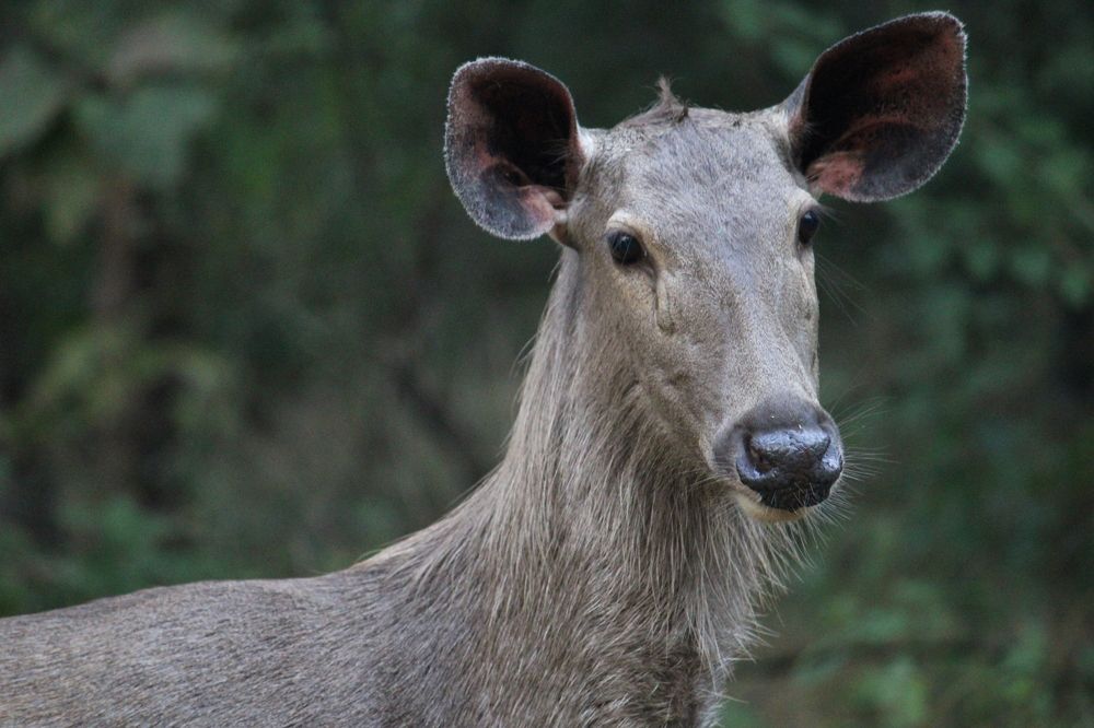 Photograph by Vishwa Trivedi