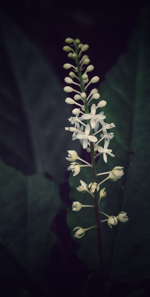 Photograph by Aileen Nicor