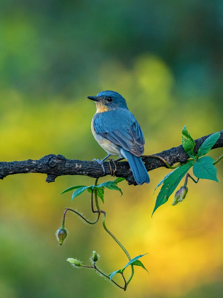 Photograph by Suman Paul