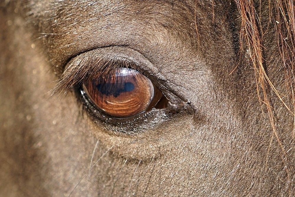 Кареглазка.