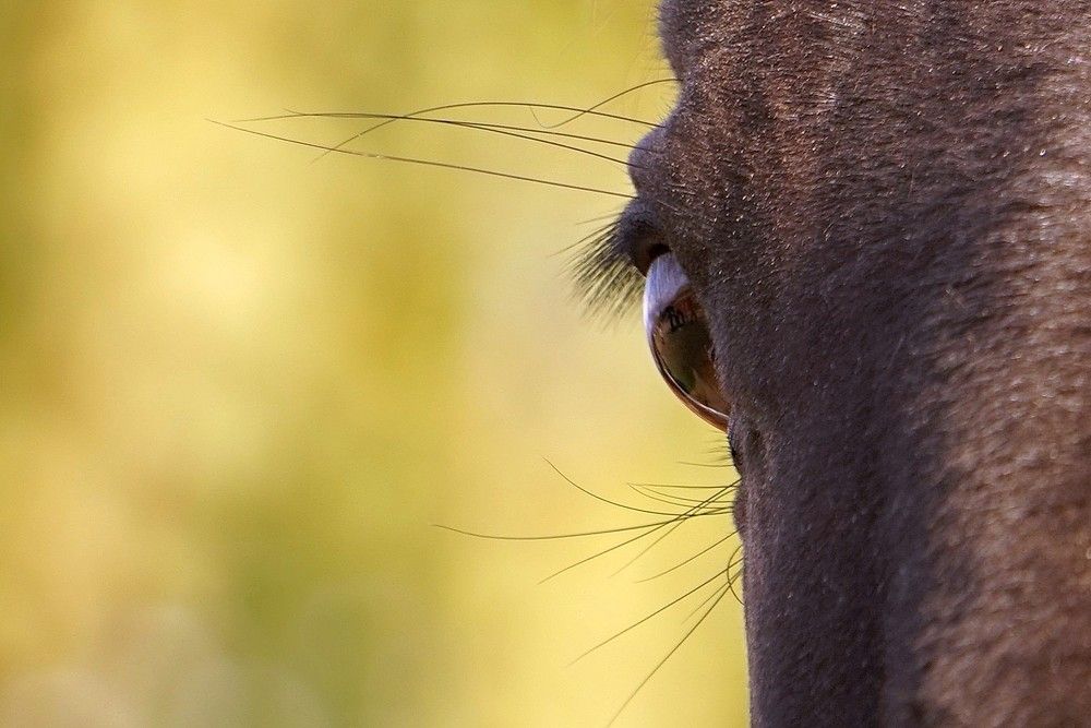 Взмах ресниц, и сердце бьётся...