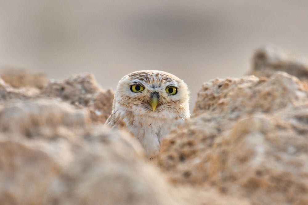 Photograph by Manjri Saxena