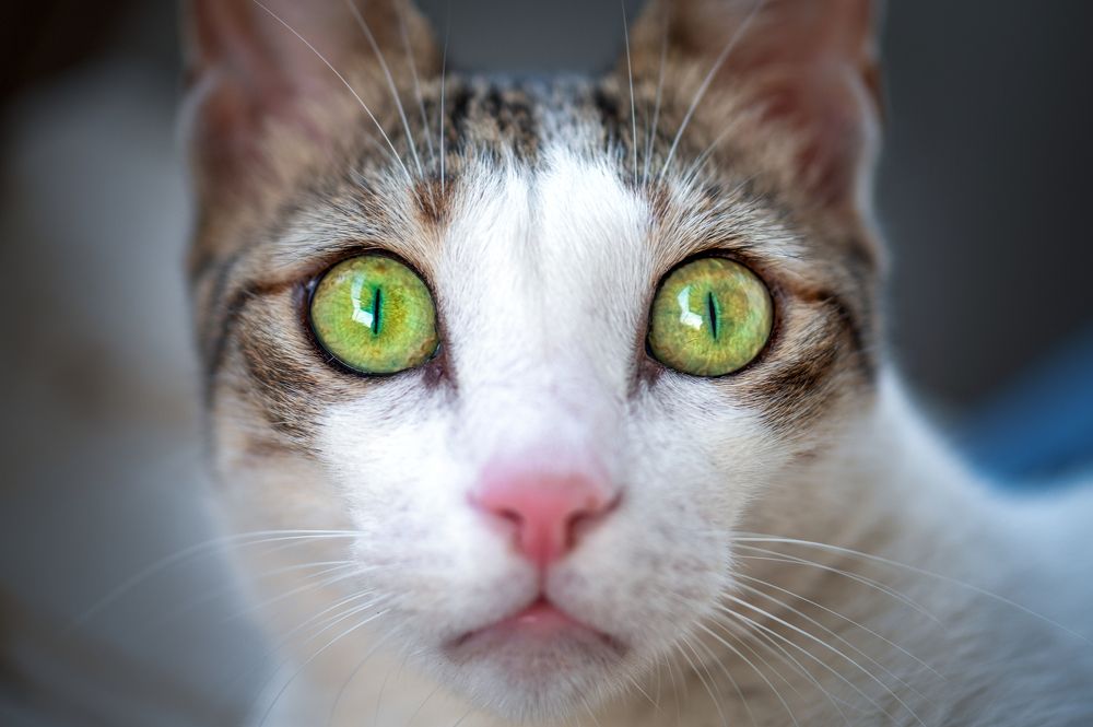 Photograph by Amar Hussain