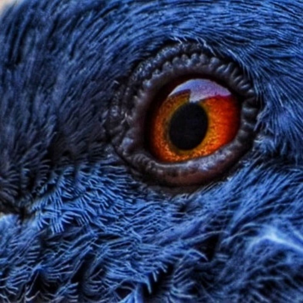 Pigeon eye