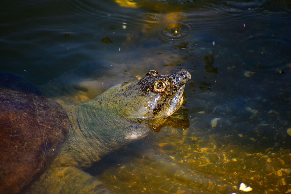 Photograph by Akshaya Dey