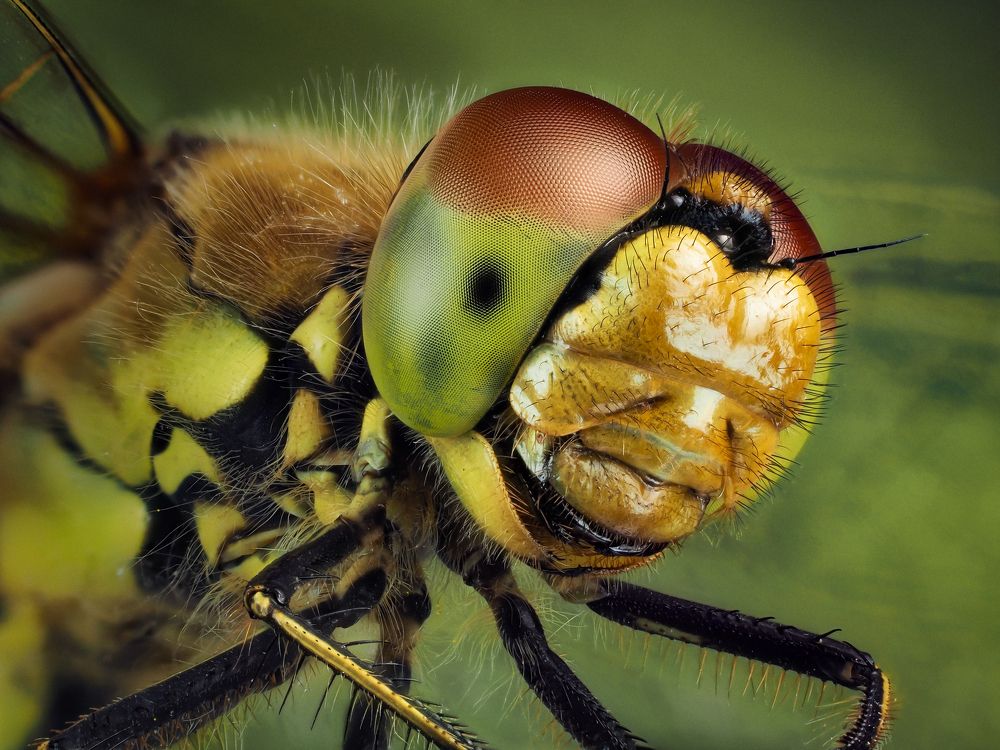 Эти глаза напротив.