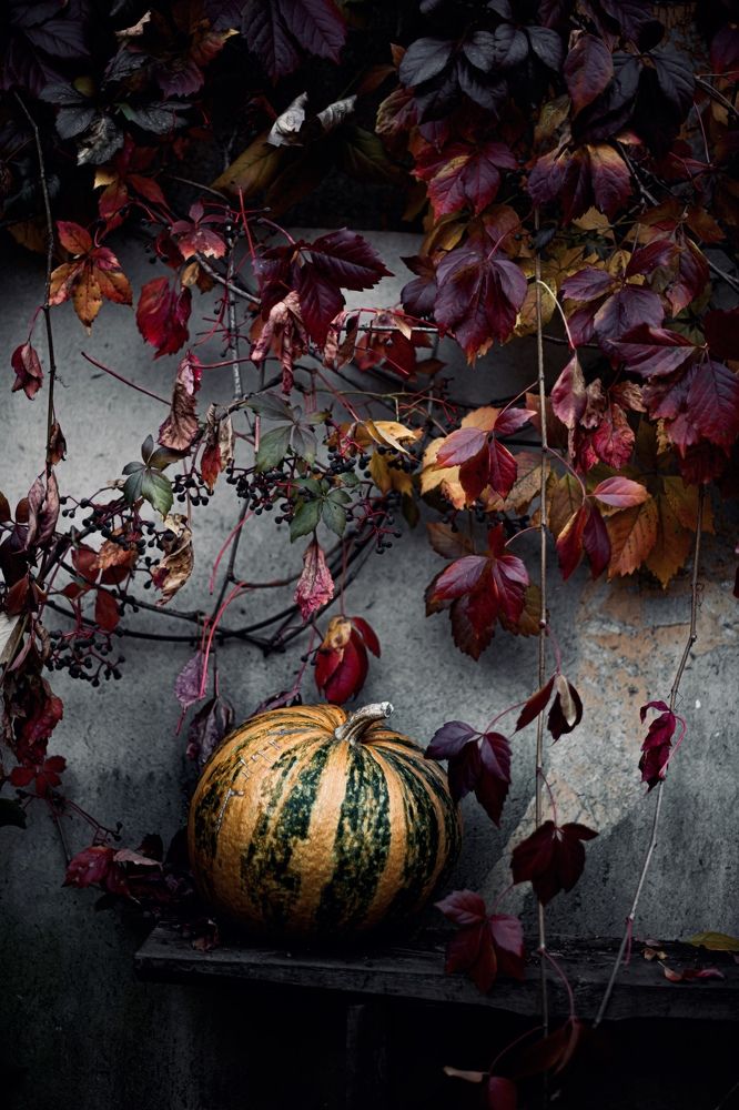 Photograph by Elnora Atnagulova