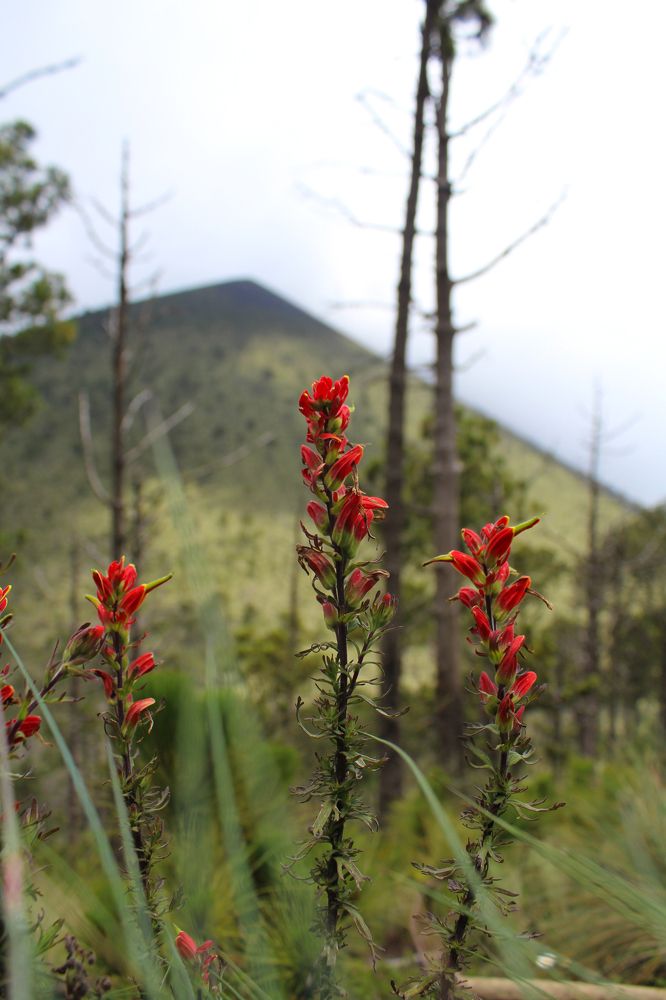 Photograph by Luis Par