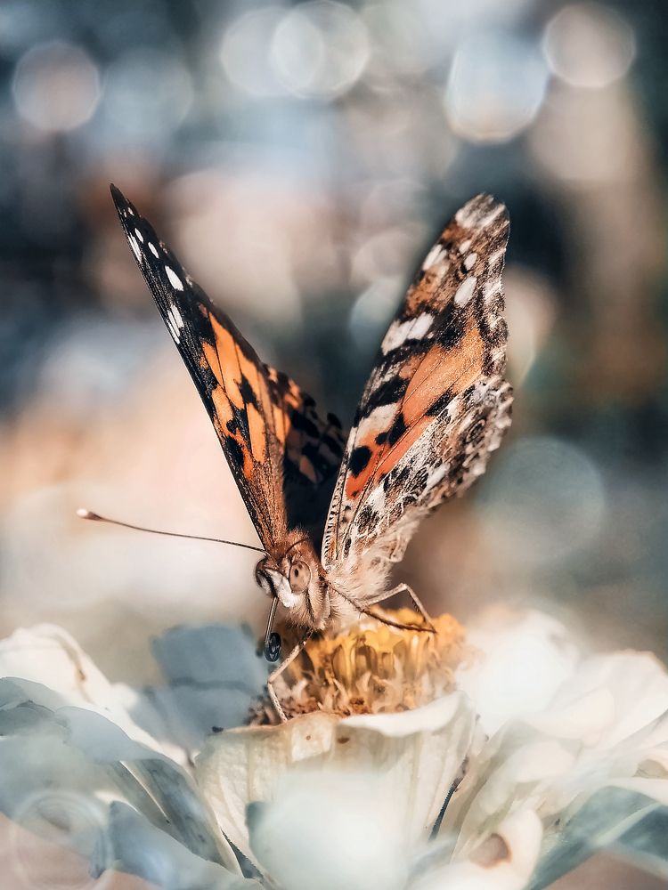 Photograph by Ipunk Agus Setiawan