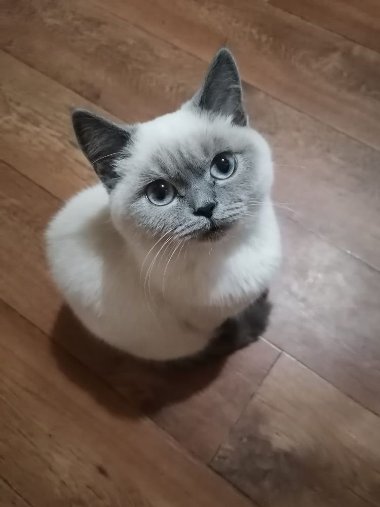 Очарование