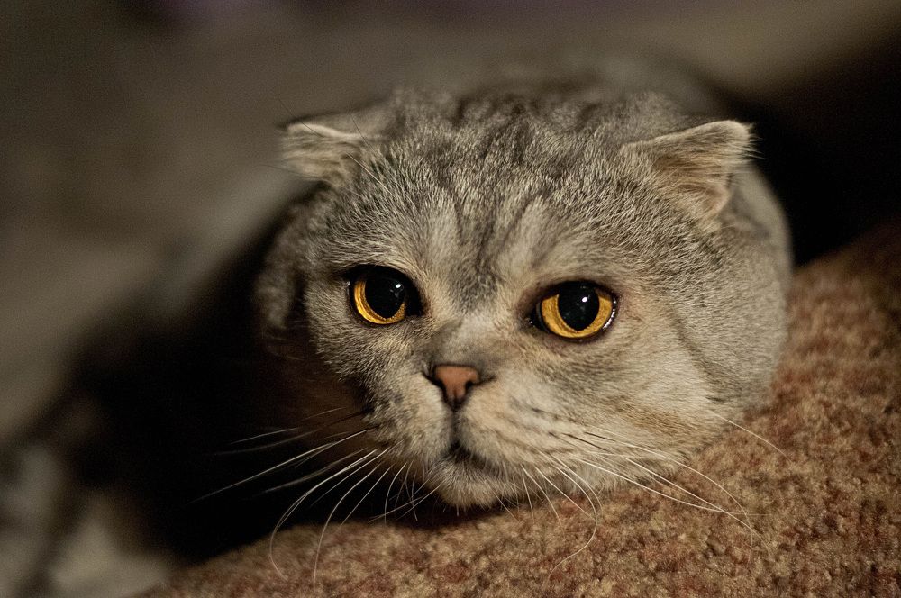 Photograph by Татьяна Зубехина