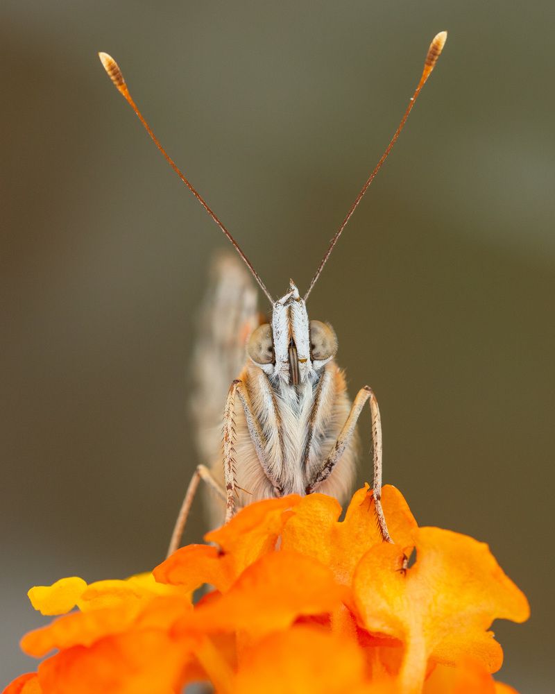 The portrait of a butterfly