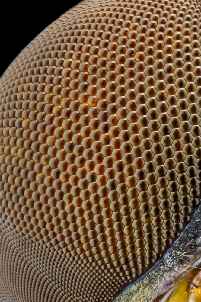 Фотография автора Ahmed Ramadan