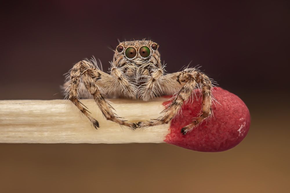 Фотография автора Ahmed Ramadan